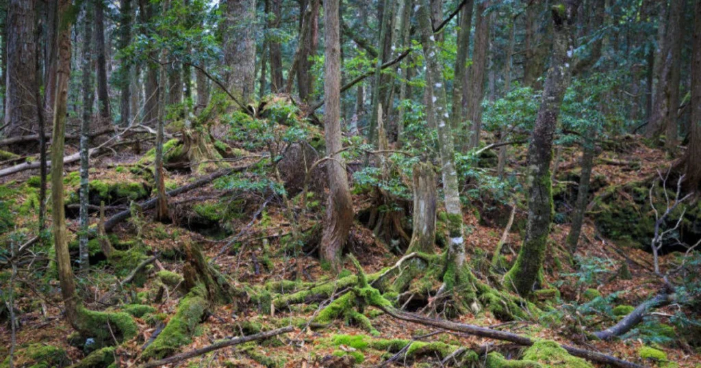 Rừng Aokigahara – khu rừng u ám dưới chân núi phú sĩ