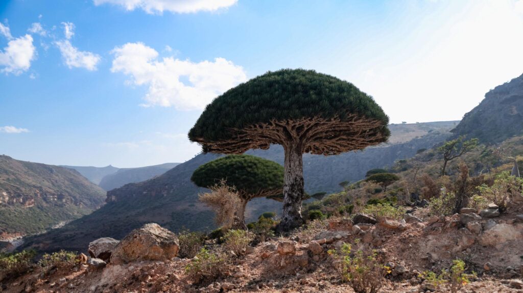 đảo socotra