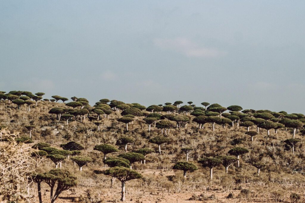vẻ huyền bí của Đảo Socotra