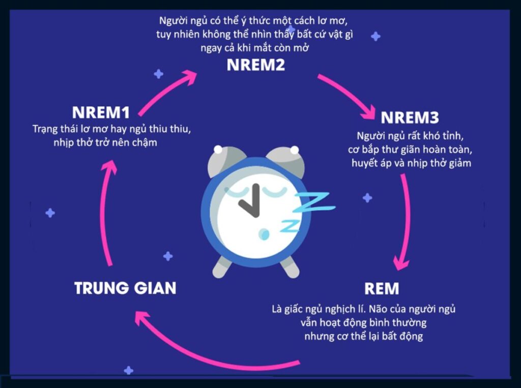 các giai đoạn của giấc ngủ
