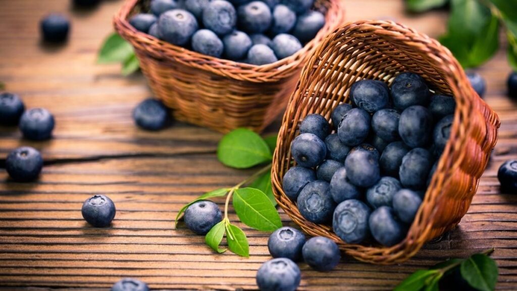 Việt quất rất giàu anthocyanin chống oxy hóa não