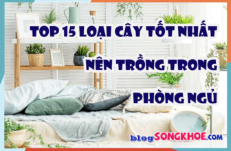 Top 15 loại cây nên trồng trong phòng ngủ: vừa lọc không khí, vừa nhả oxy giúp ngủ ngon