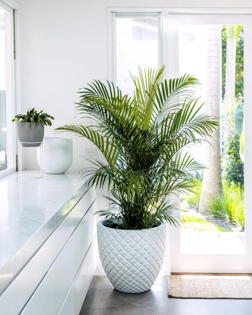 Cây cau Tiểu Trâm