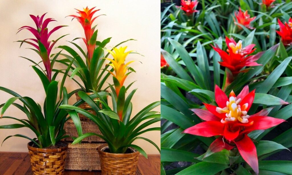 Cây dứa cảnh (Bromeliad / Guzmania)