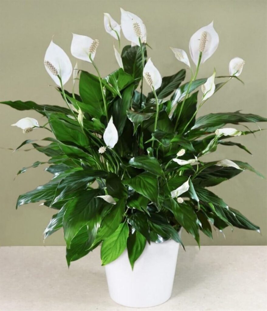 Cây lan ý (Peace Lily / Spathiphyllum)