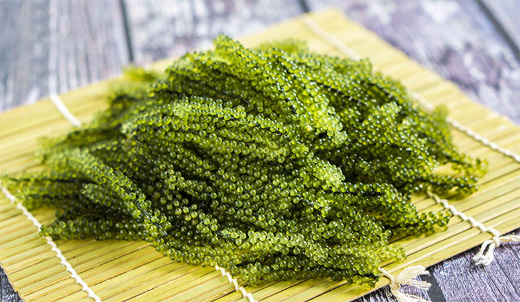 Rong nho (Caulerpa lentillifera)