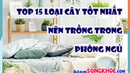Top 15 loại cây nên trồng trong phòng ngủ: vừa lọc không khí, vừa nhả oxy giúp ngủ ngon